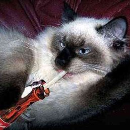 Член, Москва