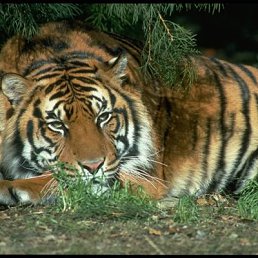 Лёха, Москва