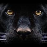 Гена, Санкт-Петербург