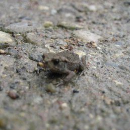 Диана, Москва