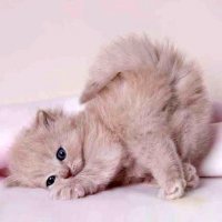 Настя, Москва