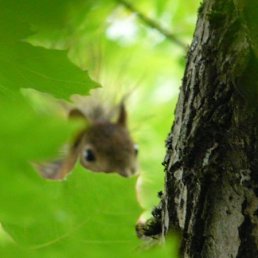 Яночка, Москва