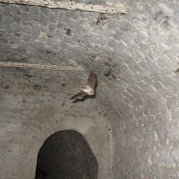 Руслан, Москва