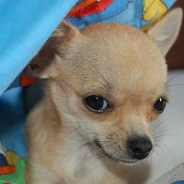 Саша, Санкт-Петербург