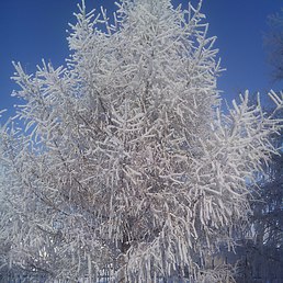 Таиса, Винница