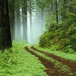 Арина, Брест