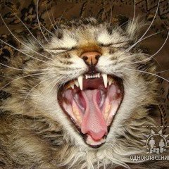 Кирилл, Москва