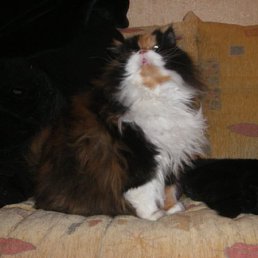 Kirill, Алматы