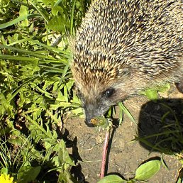 Алеша, Москва