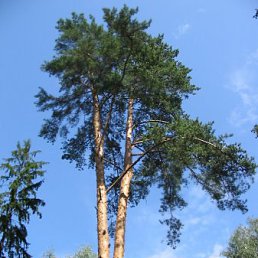 Алена, Актау