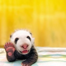 Тимур, Москва